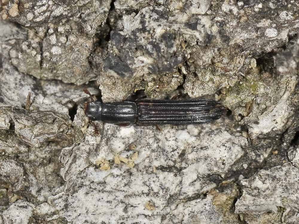 Colydium elongatum (cf.) (Zopheridae)